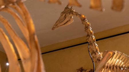 MUST Museo di Storiografia Naturalistica