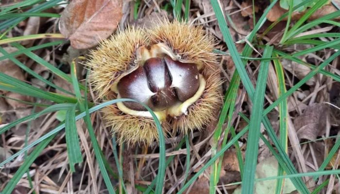 Bore e La magia delle Castagne 2026