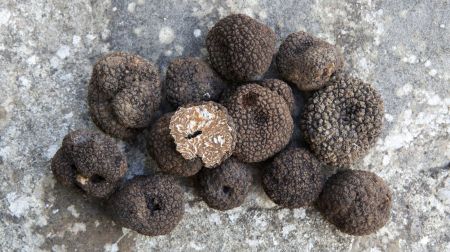 Bedonia Truffle Fair
