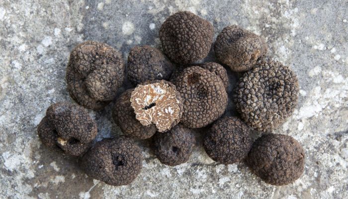 Bedonia Truffle Fair